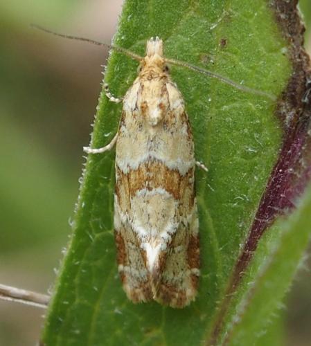 Aethes hartmanniana